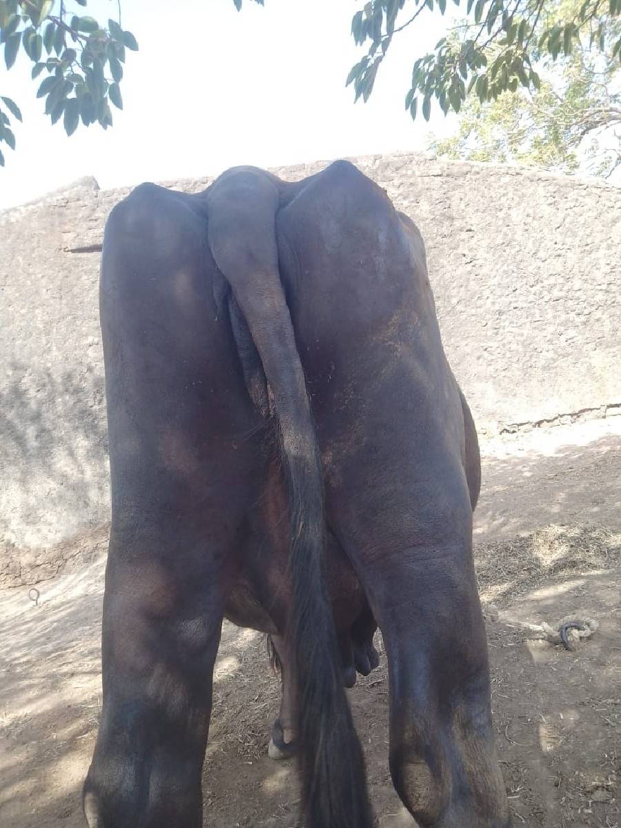 8 દીવસ ની કાચી 4વેતર