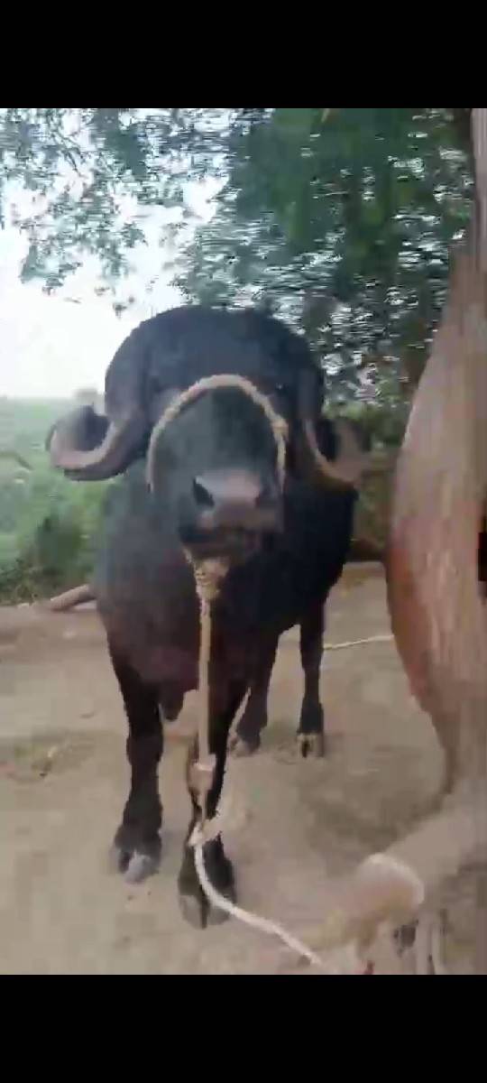 પાડો વેચવાનો છે