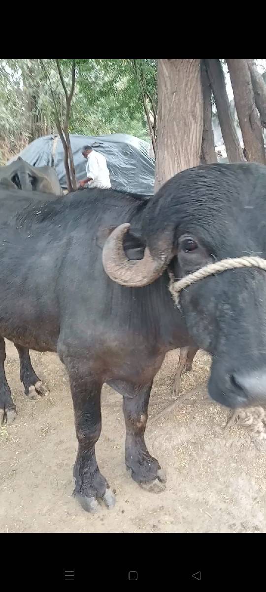 પાડો વેચવાનો છે