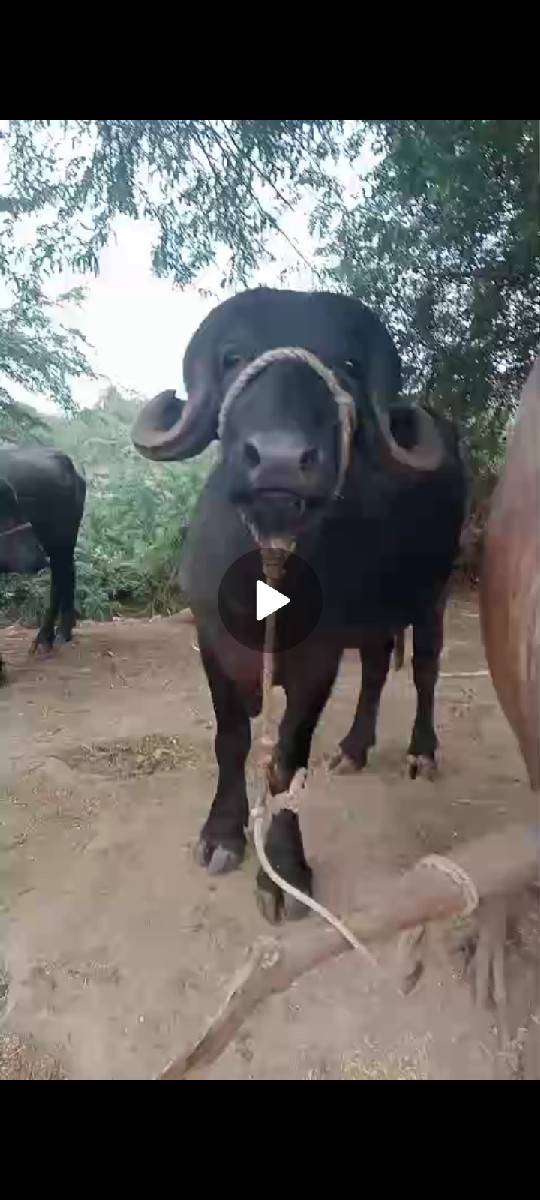 પાડો વેચવાનો છે