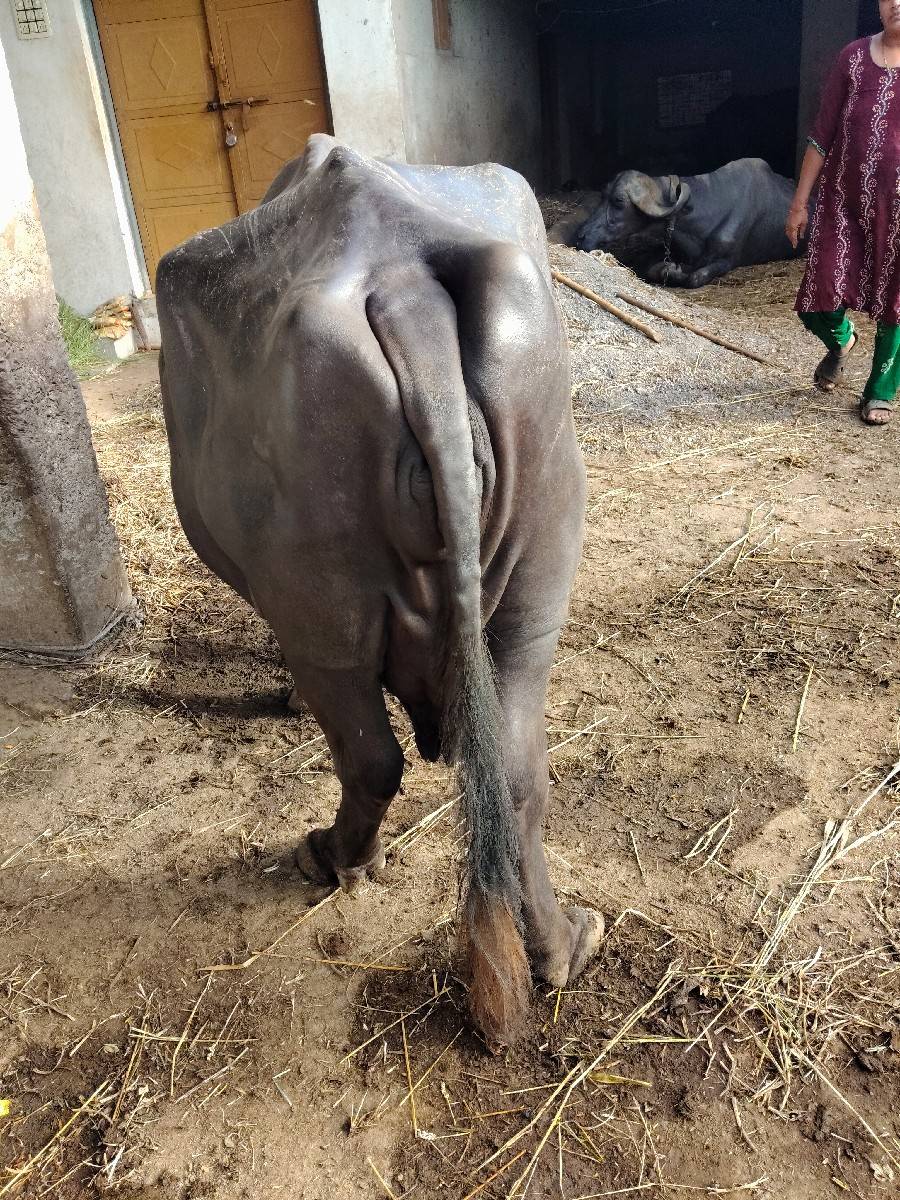 ૮દિવશનીકાશી