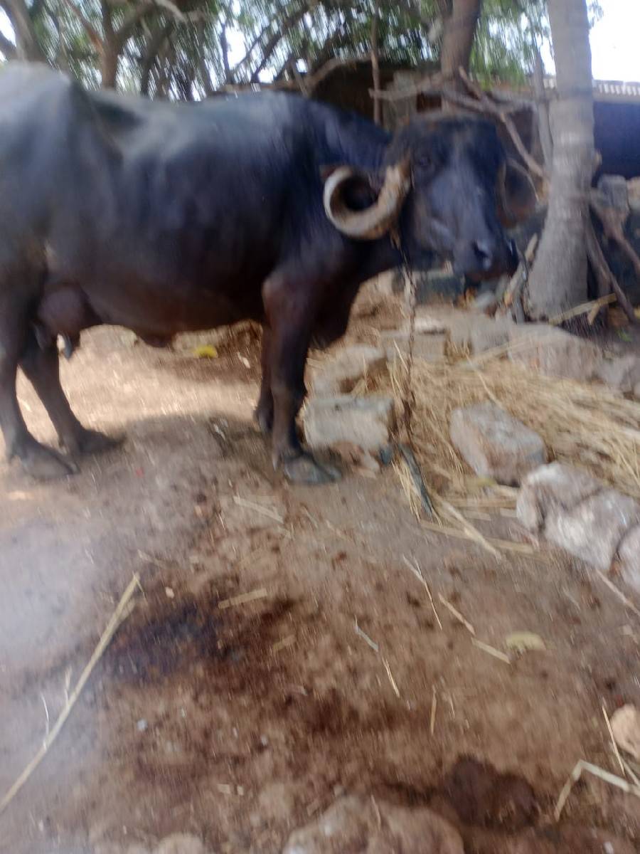 ભેચ