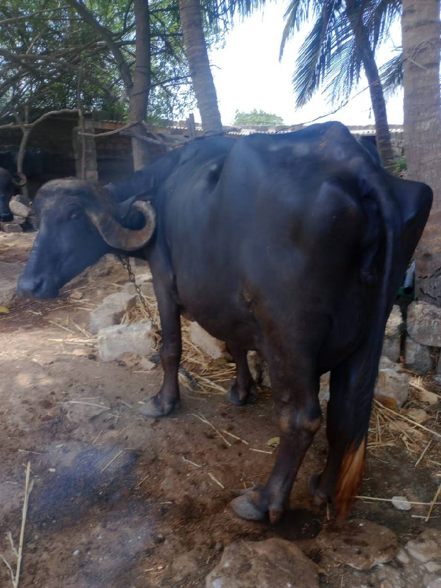 ભેચ