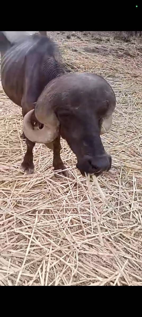 પાડો વેચવાનો છે