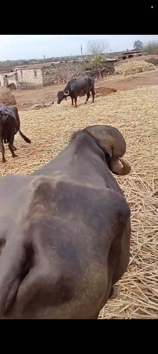 પાડો વેચવાનો છે