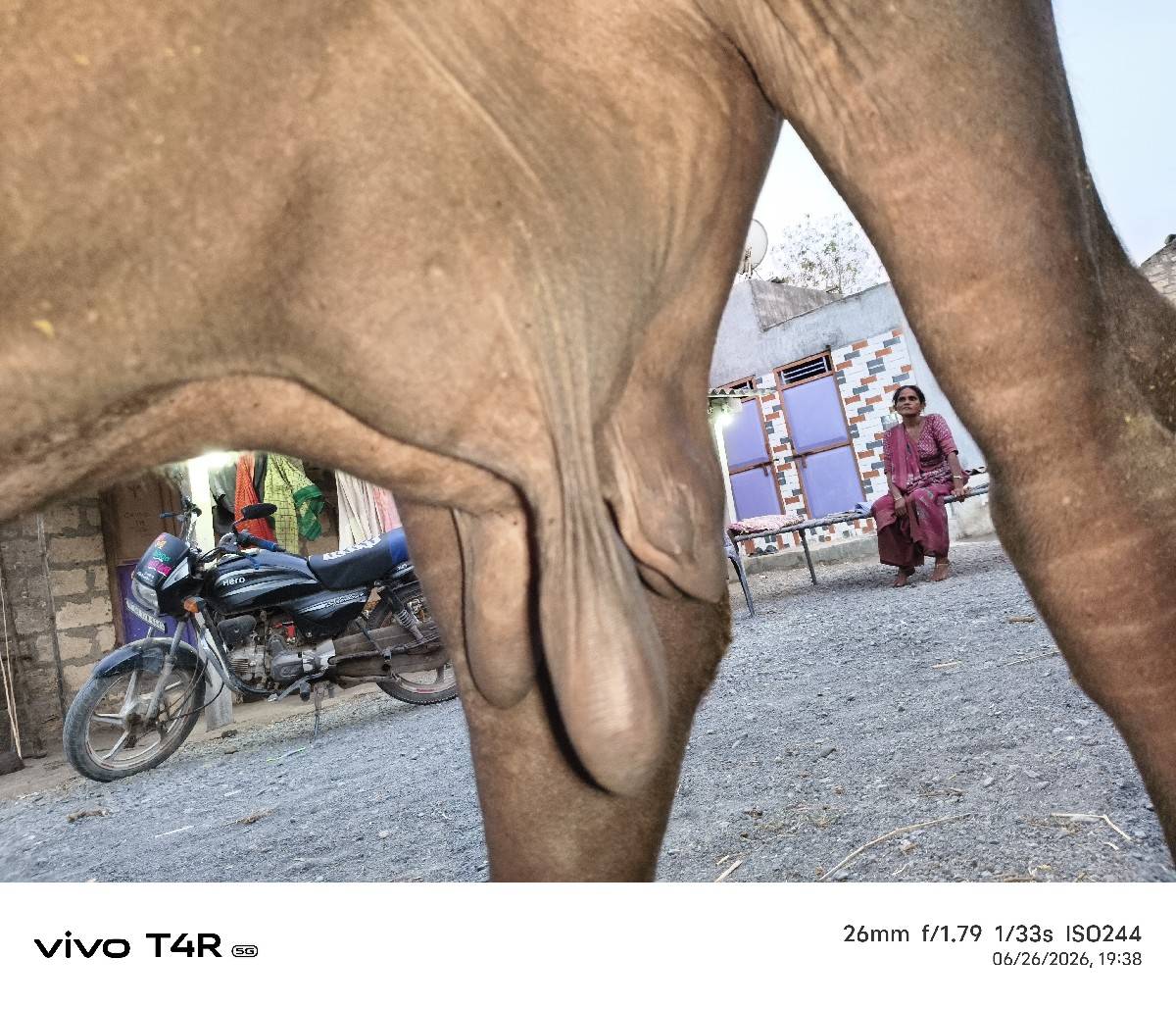 ભેંસ વેચવાની સે