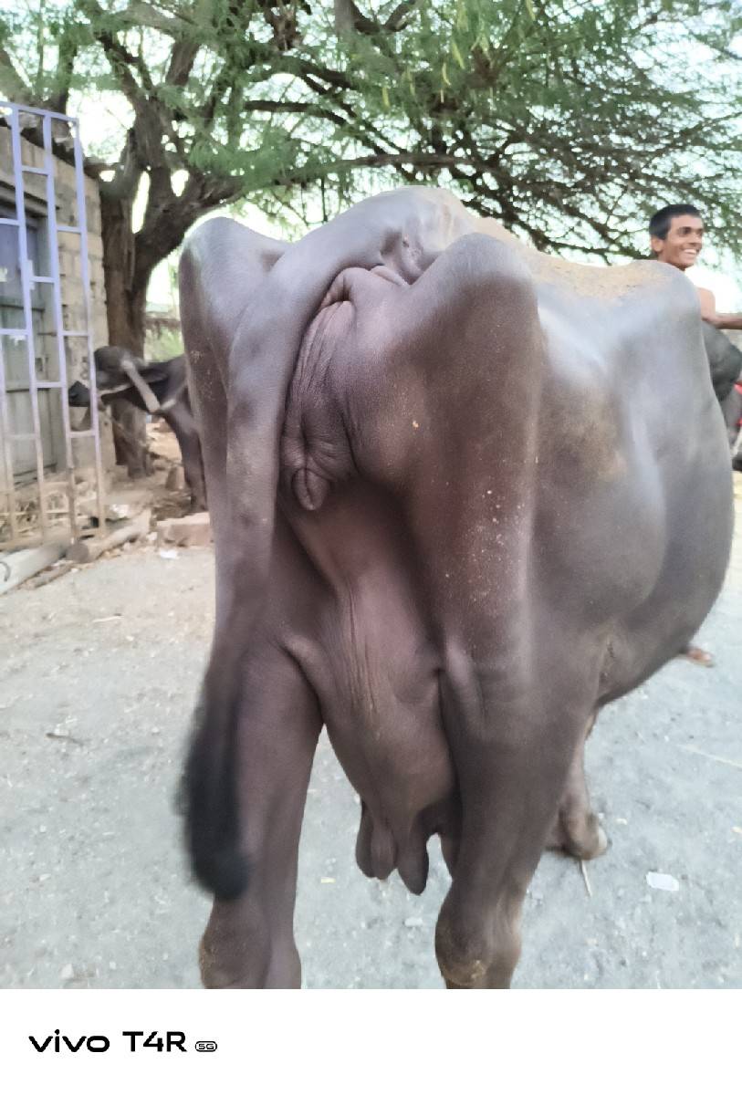 ભેંસ વેચવાની સે