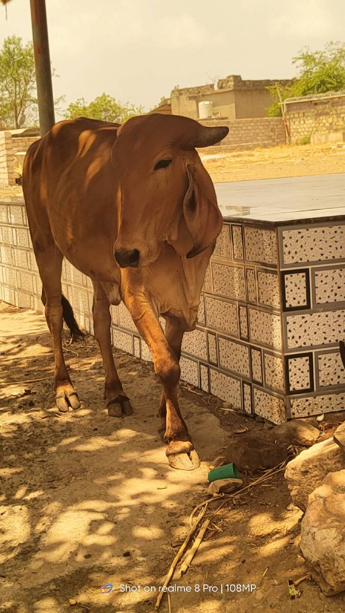 સાટા કરવા ના છે