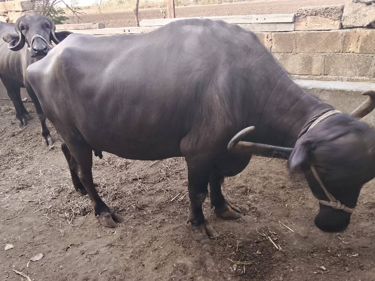 ભેંસ વેચવાની છે