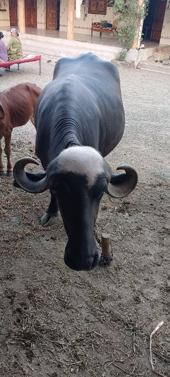 ભેસ વેષવાની છે