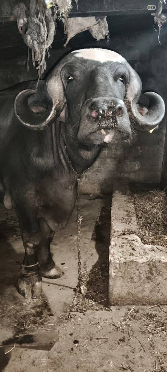 જાફરાબાદી વેચવાની છે
