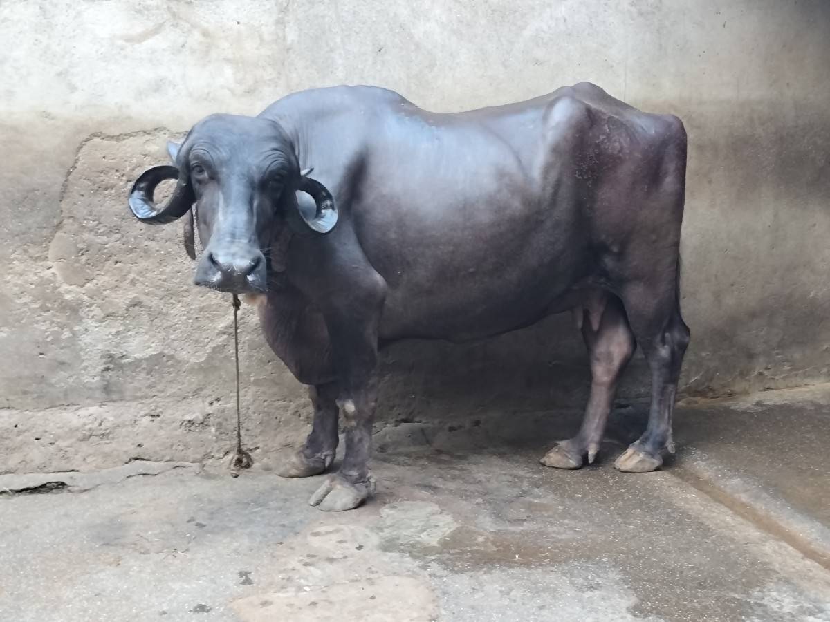 જાફરાબાદી વેચવાની.