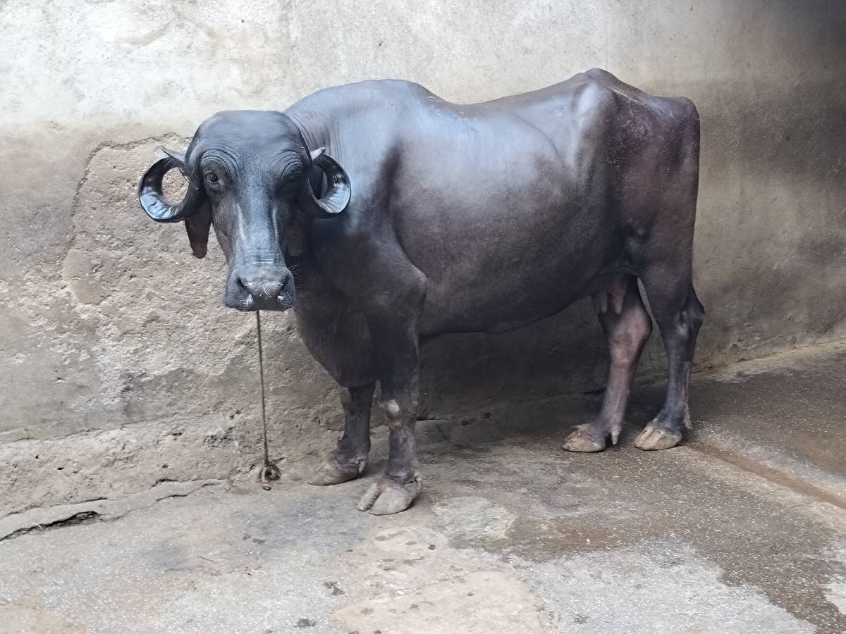 જાફરાબાદી વેચવાની.