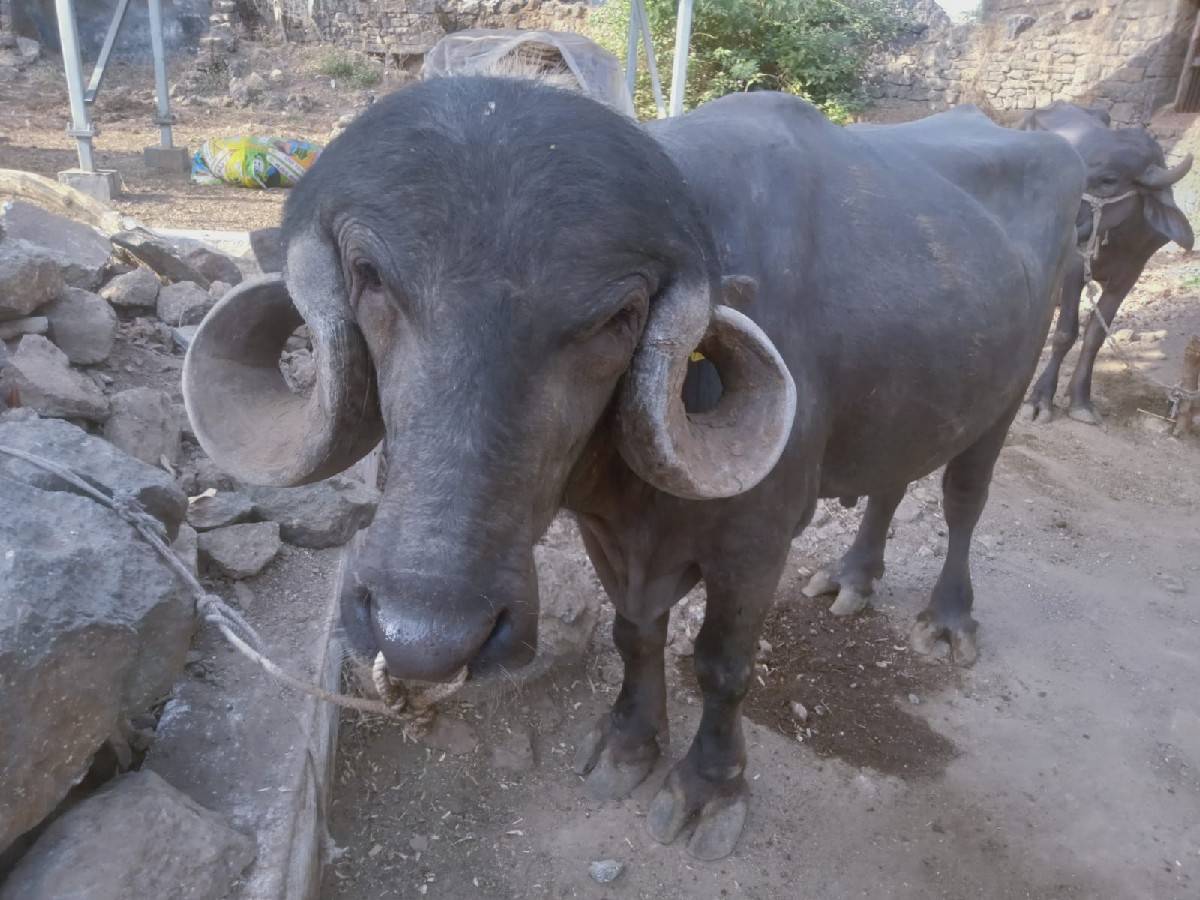 પાડો વેચવાનો છે