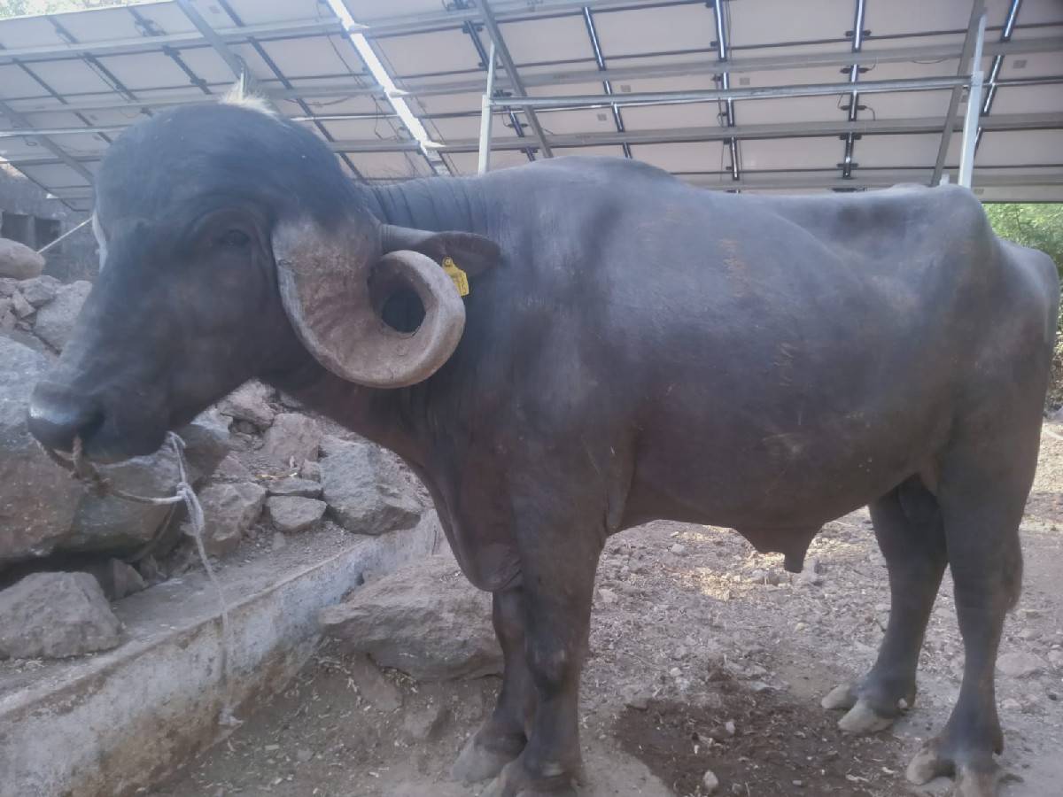 પાડો વેચવાનો છે