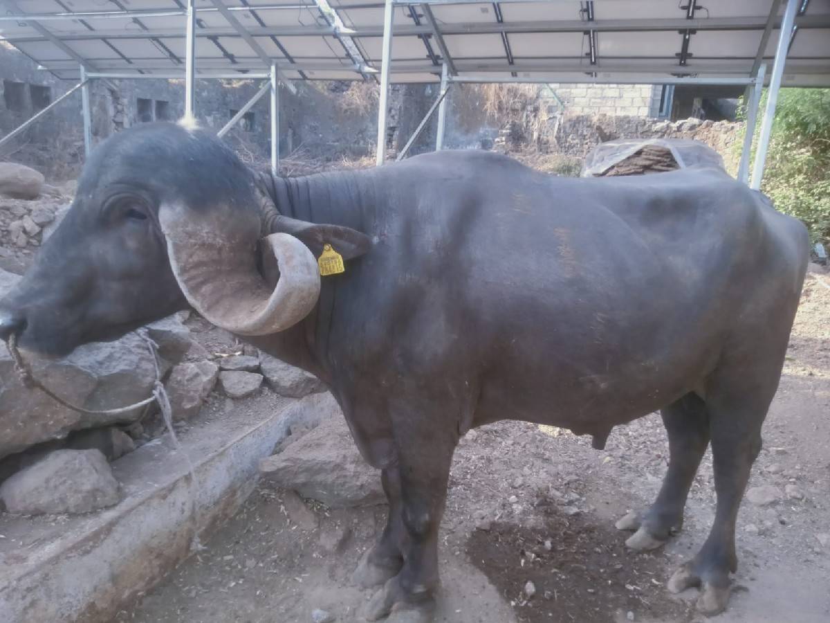 પાડો વેચવાનો છે