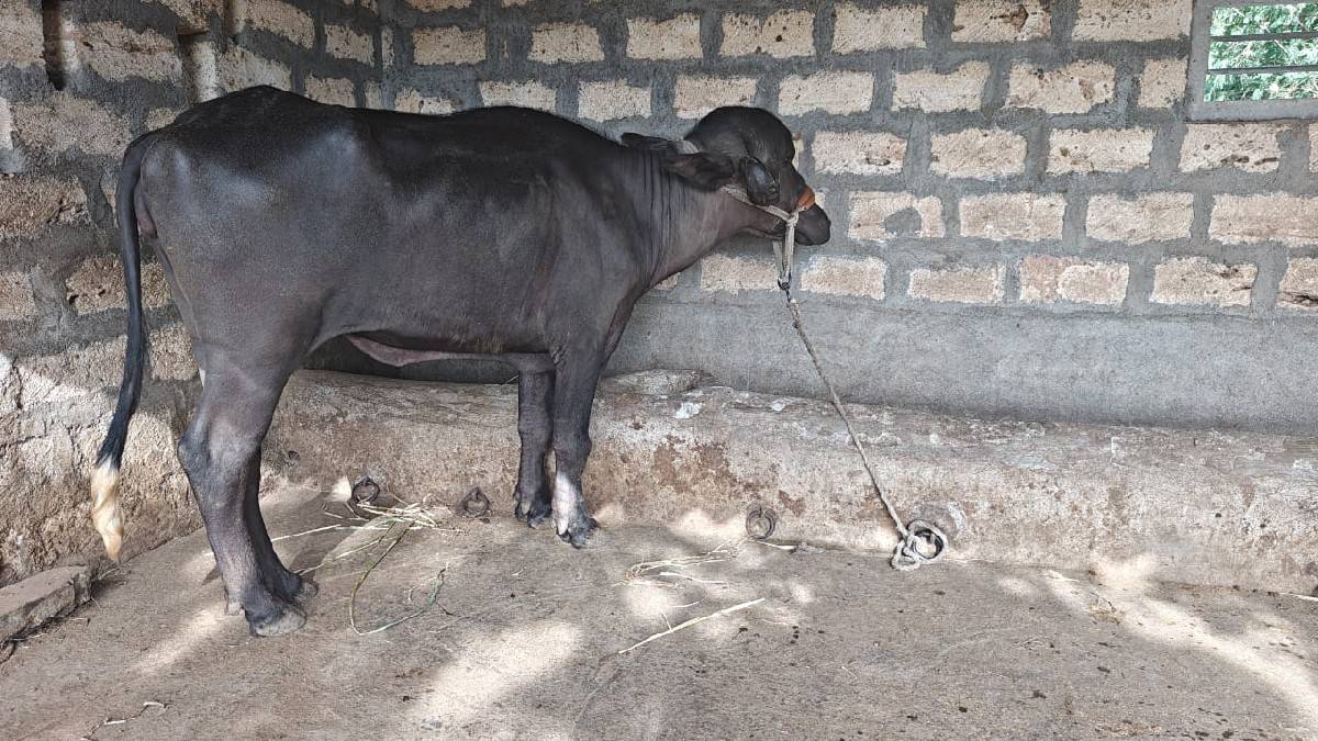 ખડેલું વેચવાનું છે