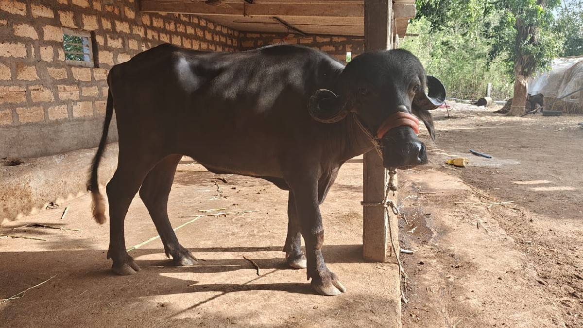 ખડેલું વેચવાનું છે