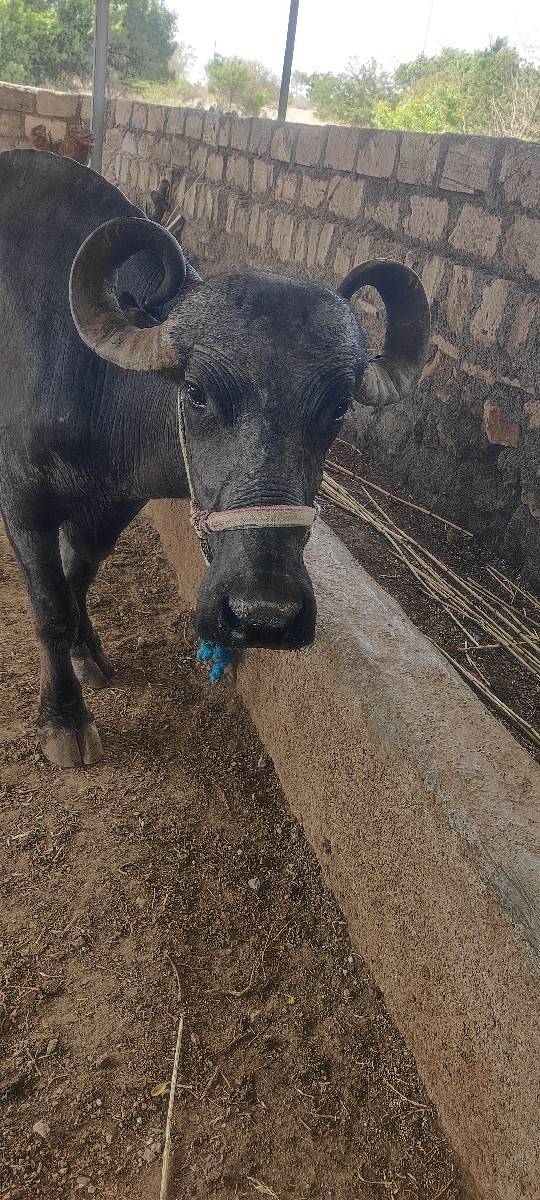 બીજું વેતર ભેસ
