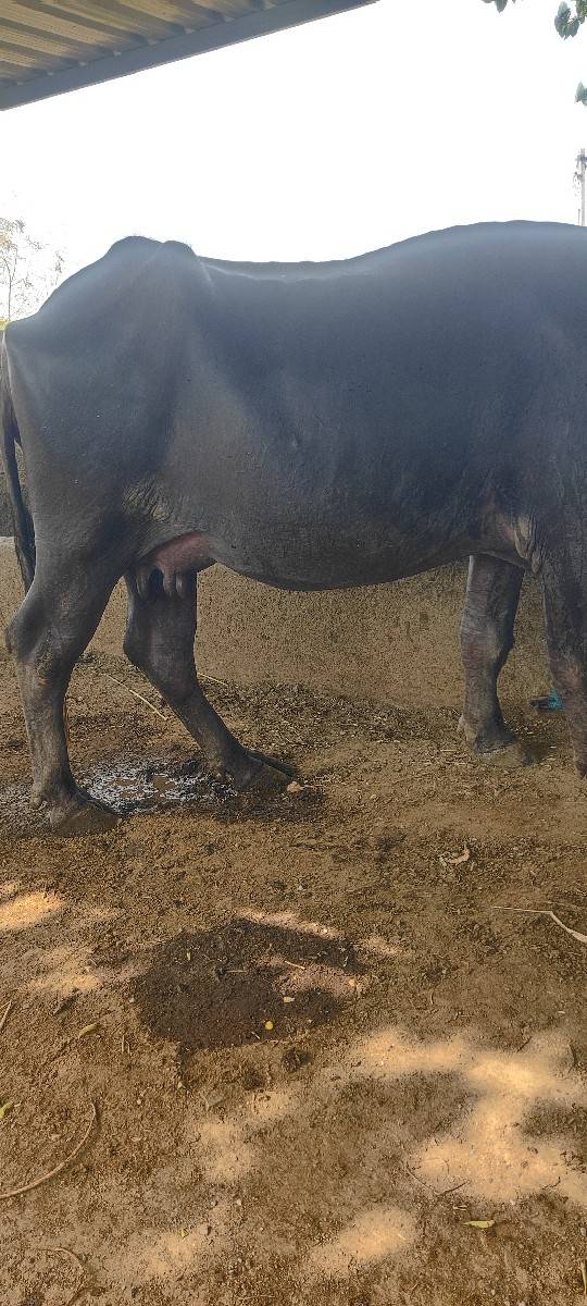 બીજું વેતર ભેસ