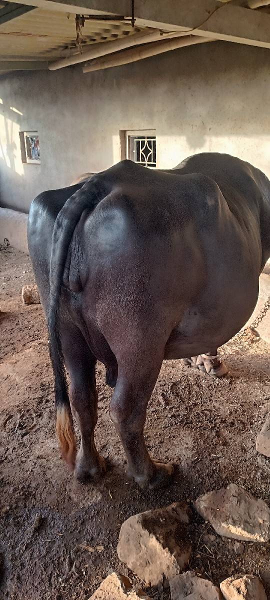 ભેંસ વેચવાની છે