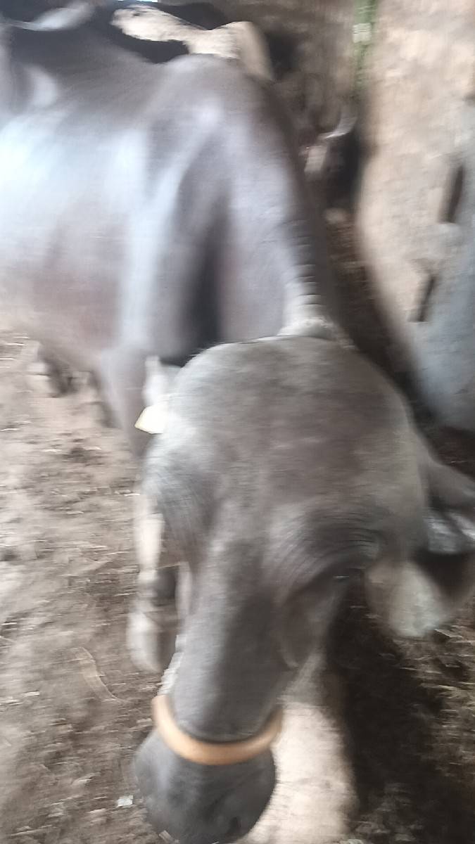 ભેસ વેચિદેવાની છે જે ને લેવાની