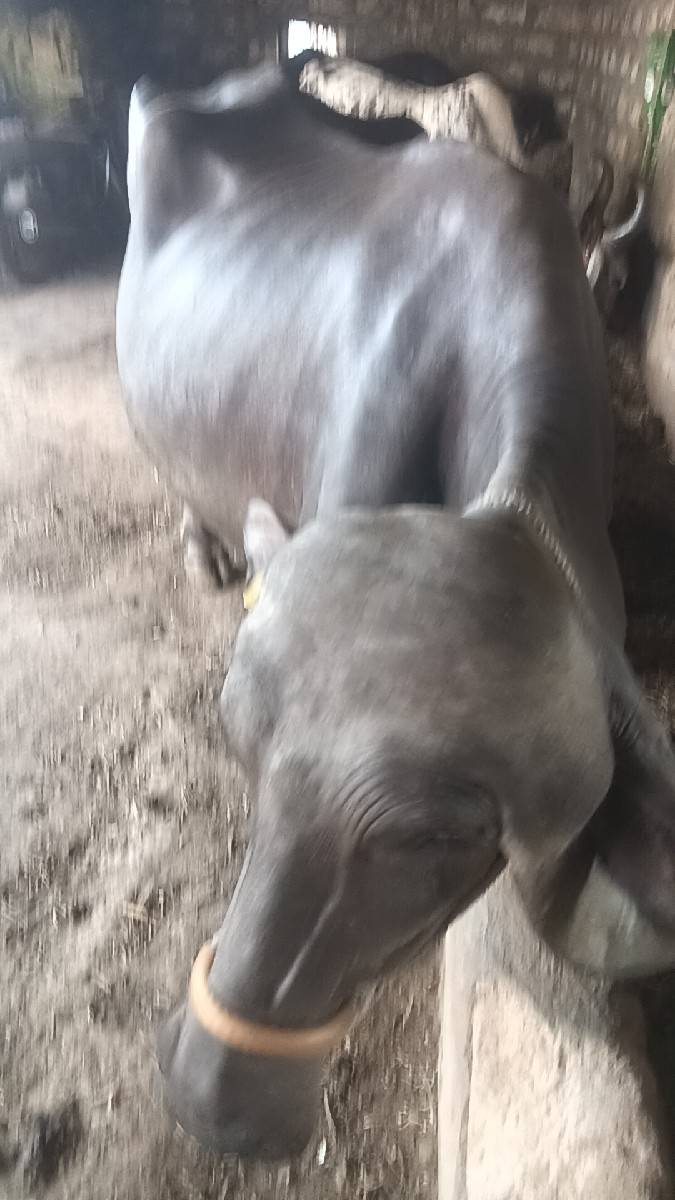 ભેસ વેચિદેવાની છે જે ને લેવાની