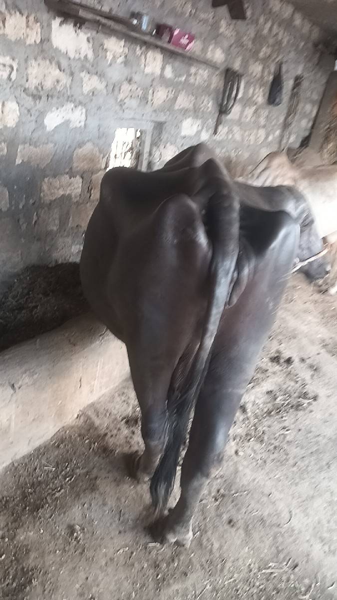 ભેસ વેચિદેવાની છે જે ને લેવાની