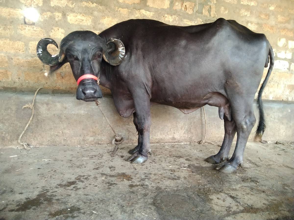 ભેંસ વેચવાની છે