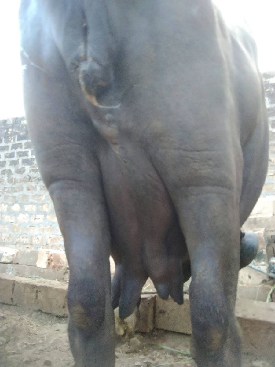 ભેંસ વેચવાની છે