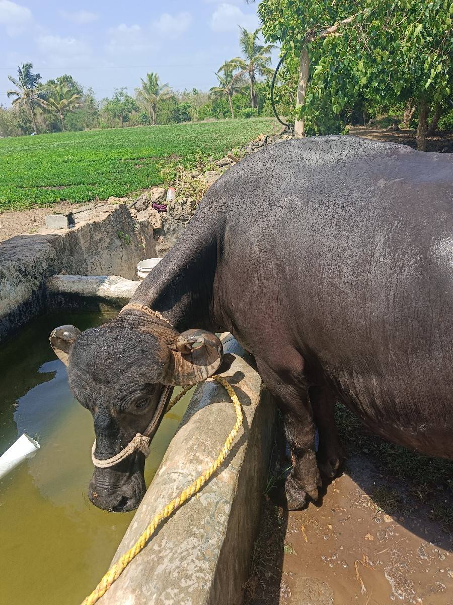 ભેંસ વેસવાની છે