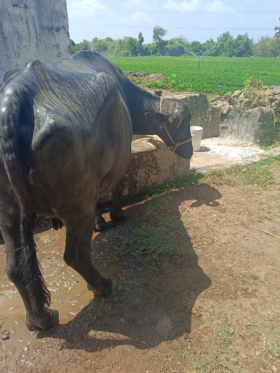 ભેંસ વેસવાની છે