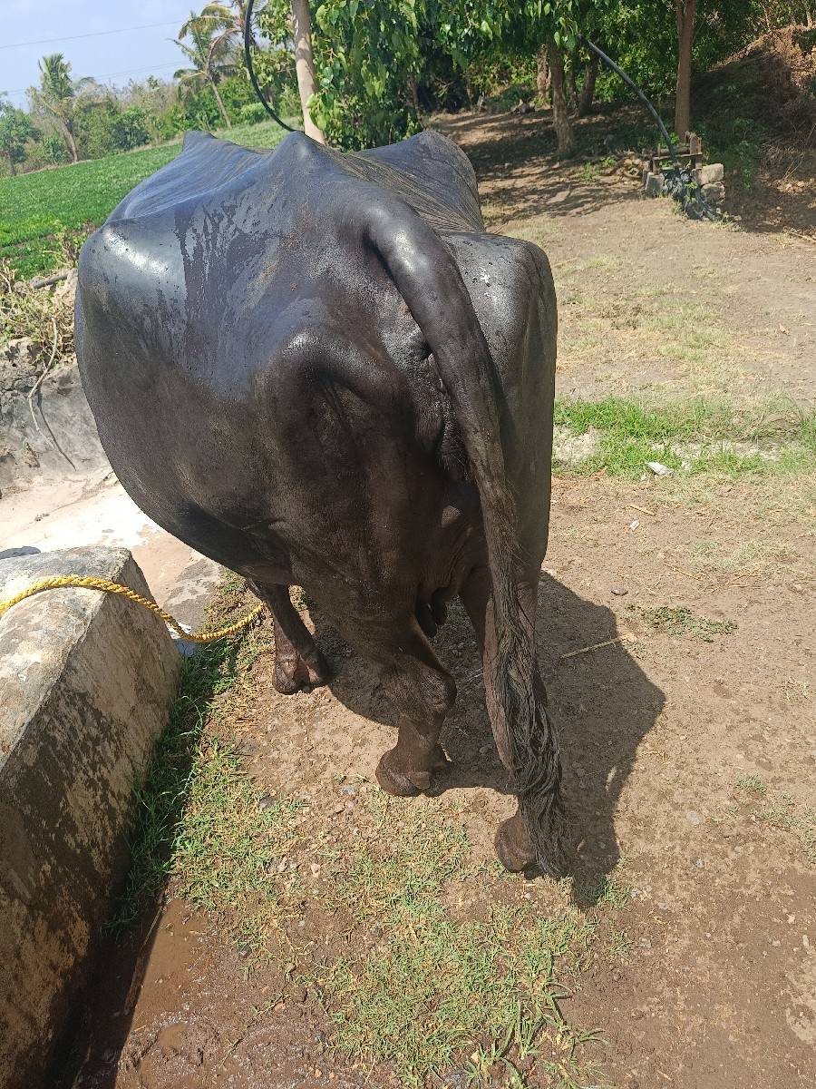 ભેંસ વેસવાની છે