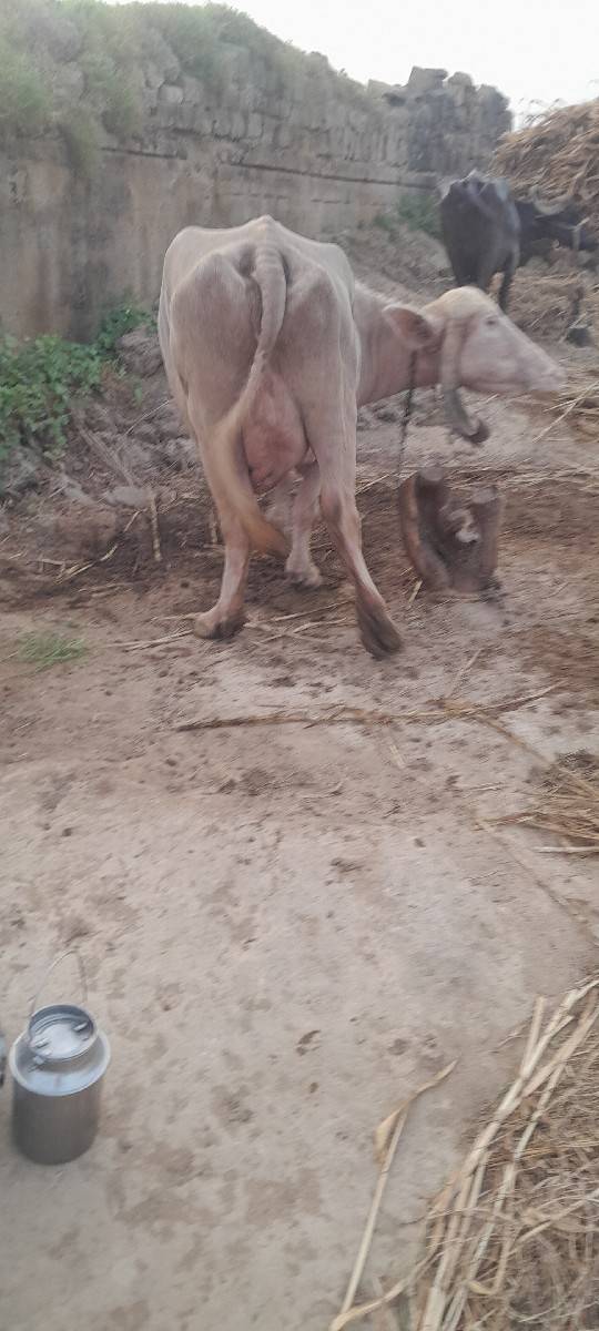 ભેસ વેસવા ની સે