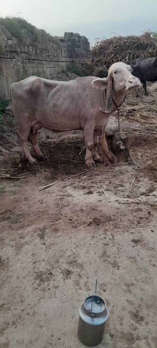 ભેસ વેસવા ની સે