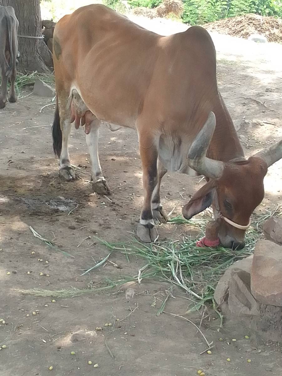 ગાય