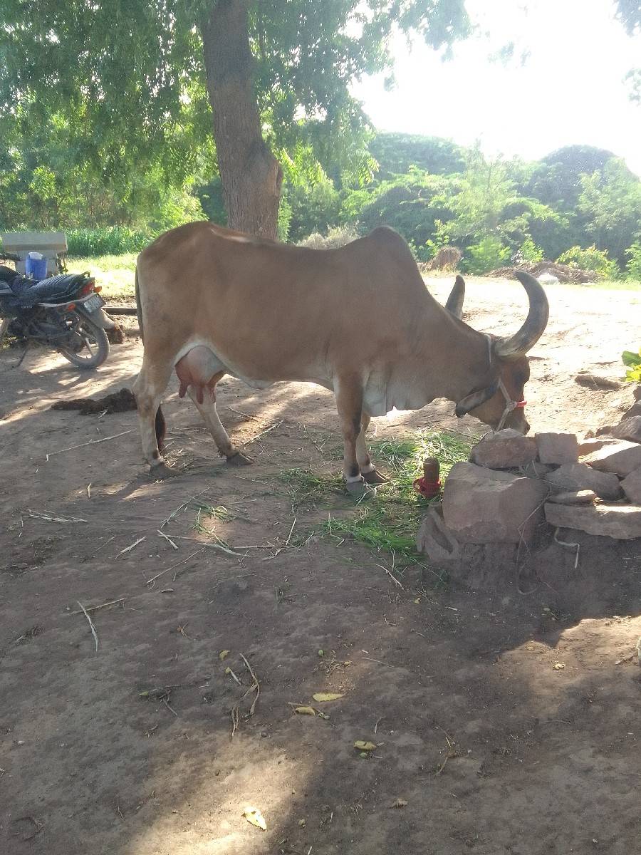 ગાય