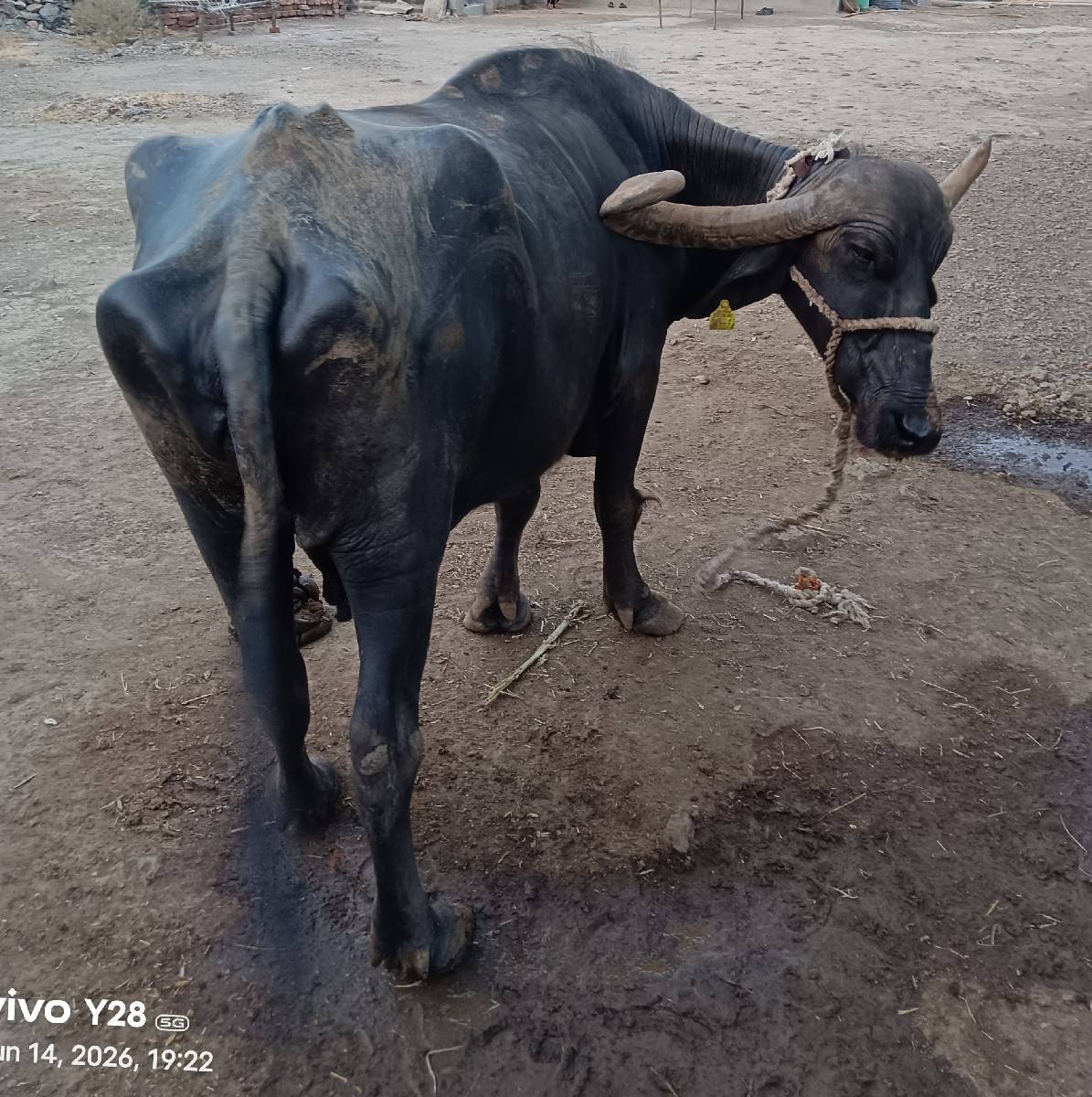 ભેંસ વેચવાની છે,