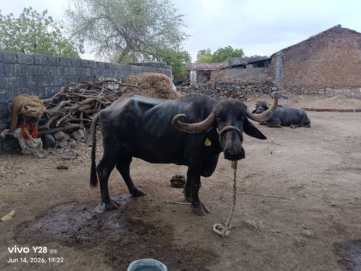ભેંસ વેચવાની છે,
