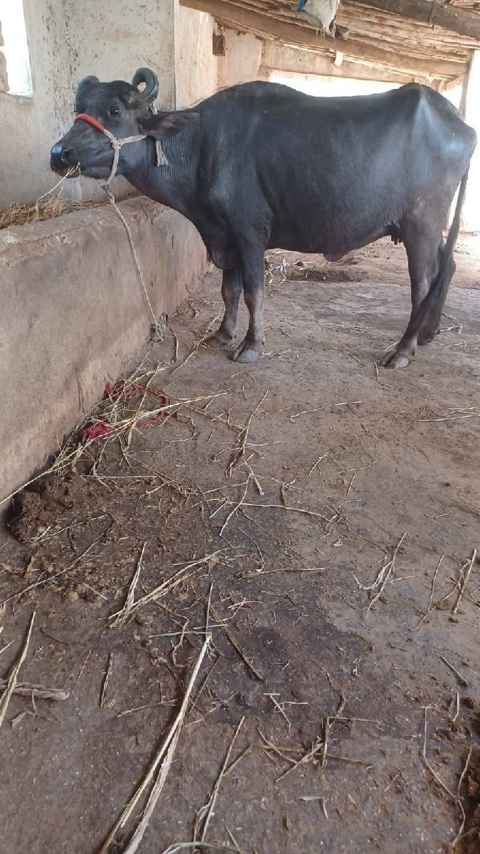 ભેંસ..વેચવાની છે