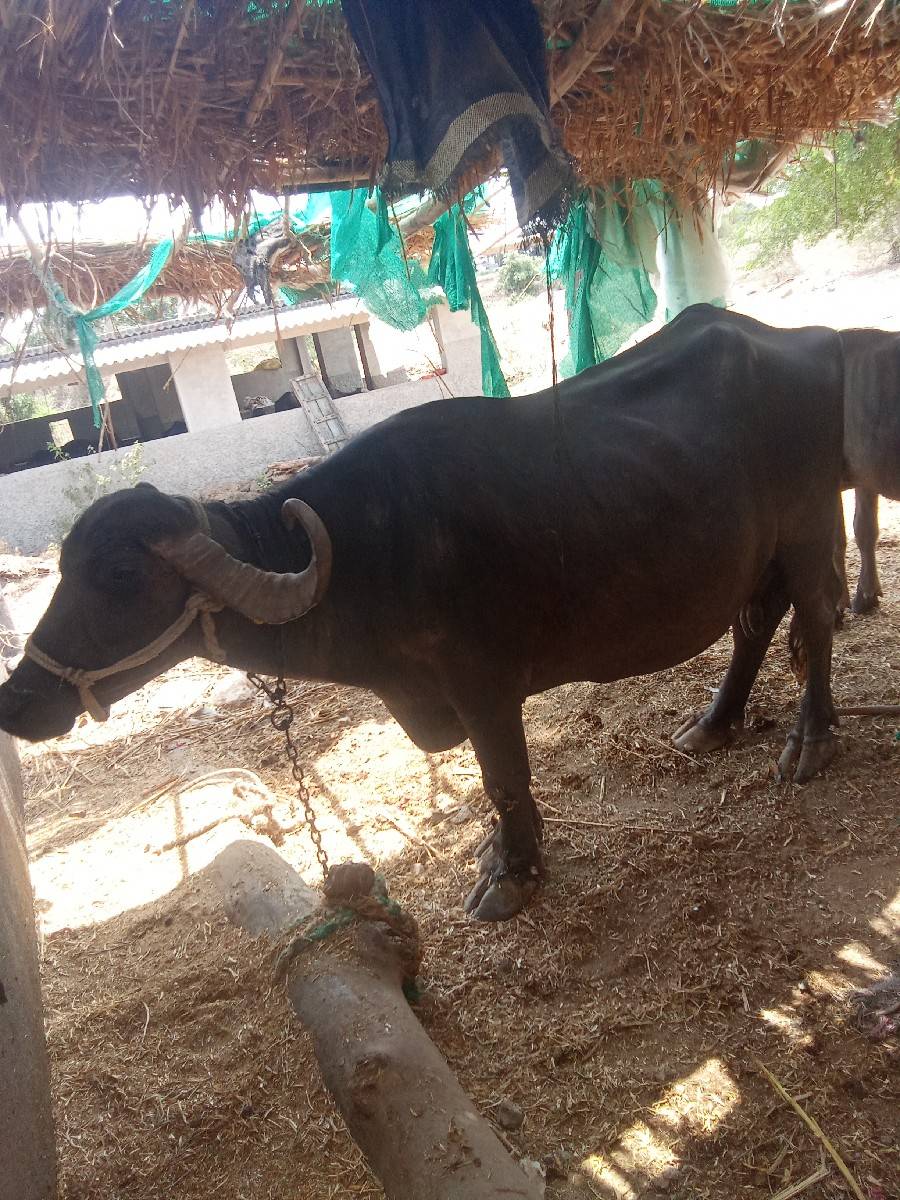 ભેંસ વેચવાની છે