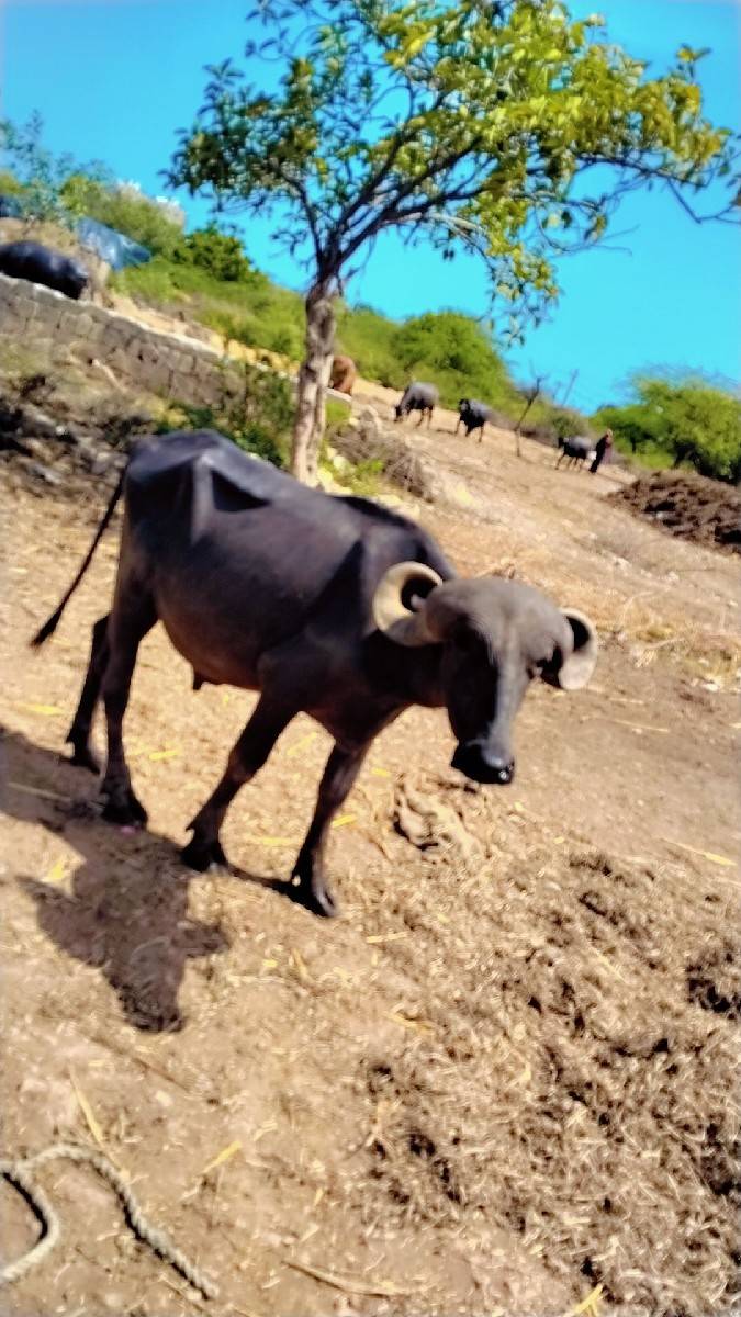 આ પાડો વેચવાનો છે