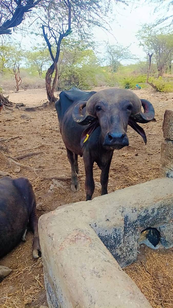 આ પાડો વેચવાનો છે
