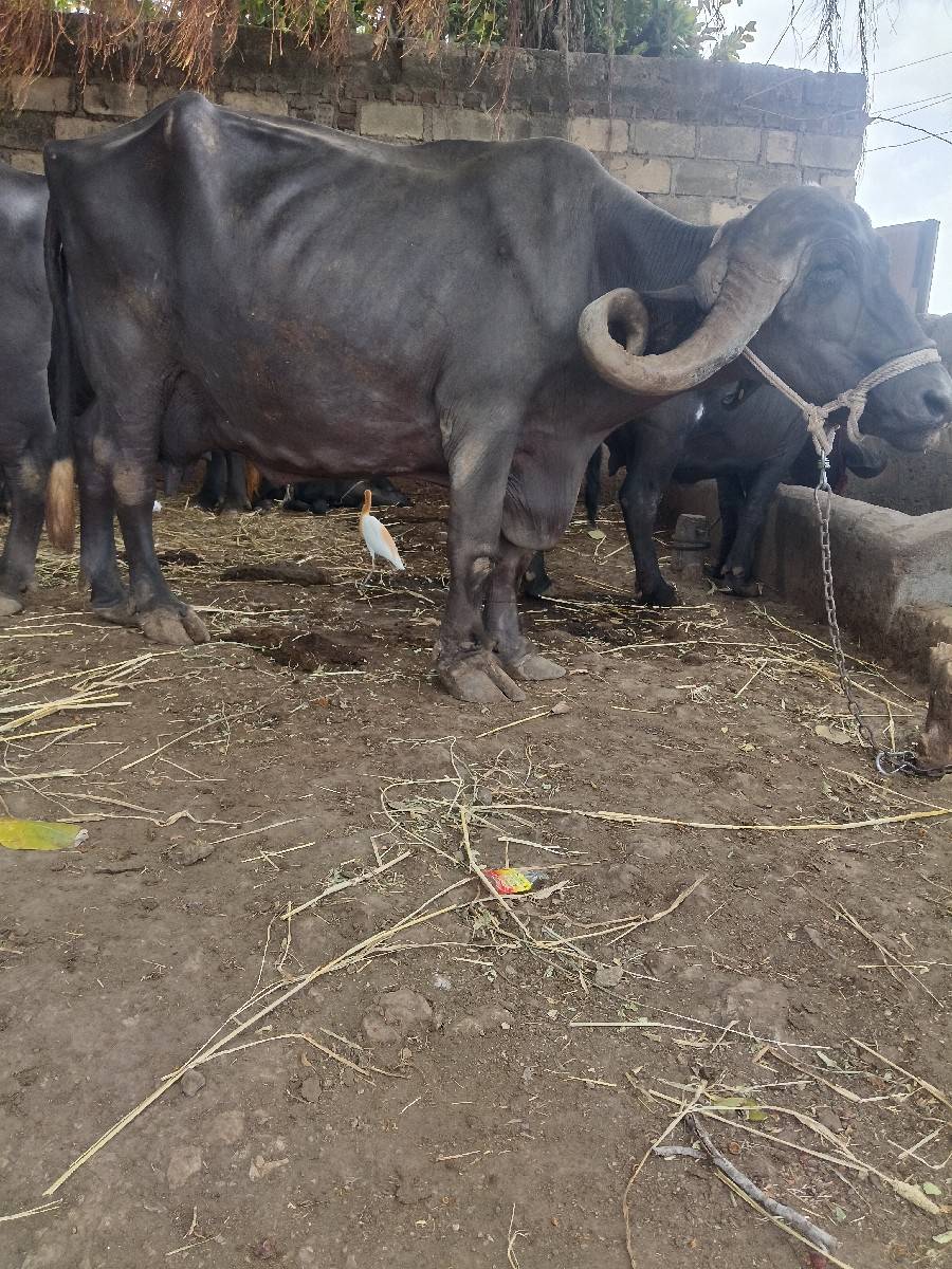 ભેશવચવાનીશવેતચોધુ