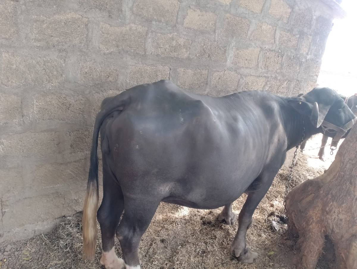 ભેસ તીજુ વેતર વેયાહે કીંમત એકલાખ