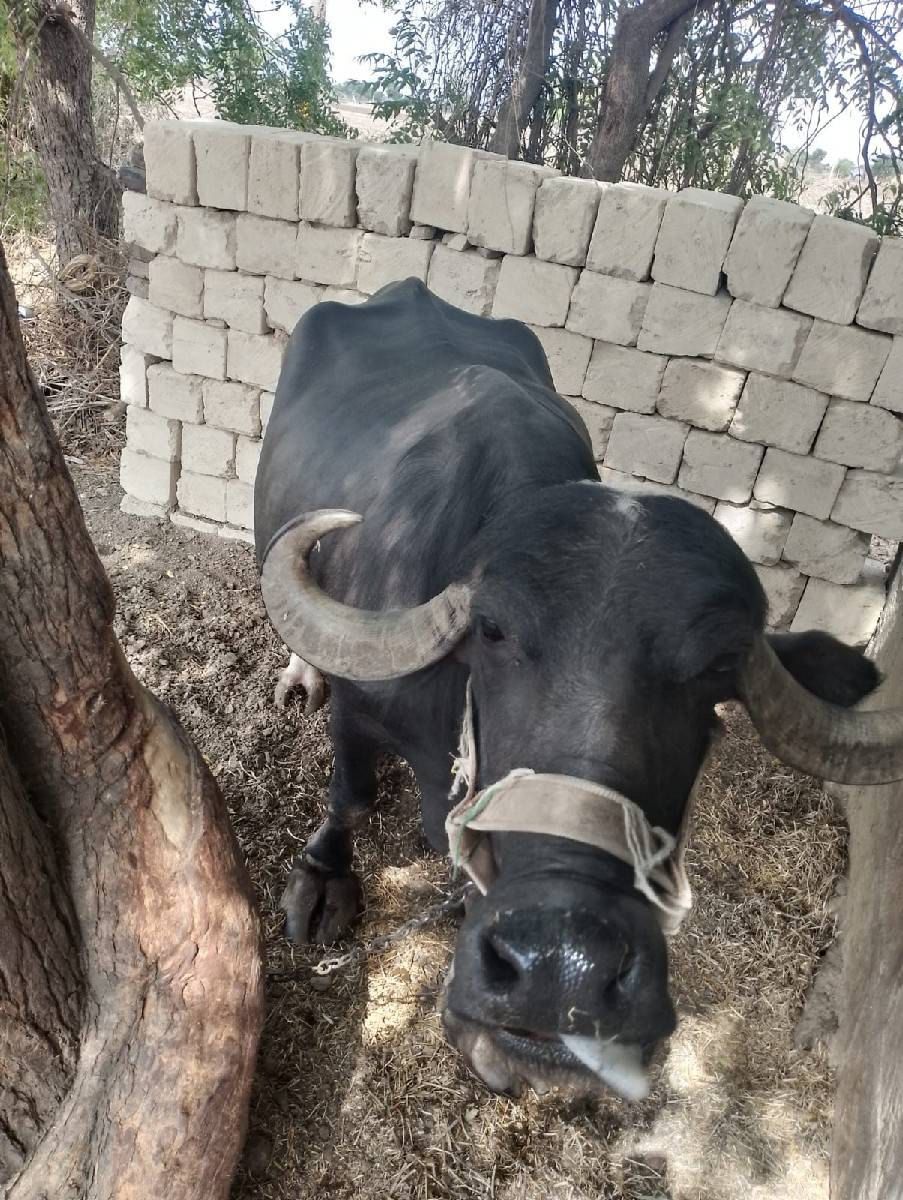 ભેસ તીજુ વેતર વેયાહે કીંમત એકલાખ