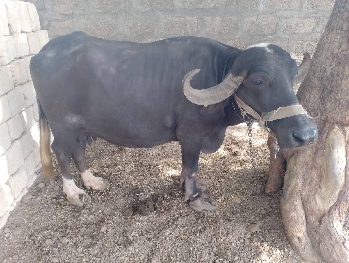 ભેસ તીજુ વેતર વેયાહે કીંમત એકલાખ