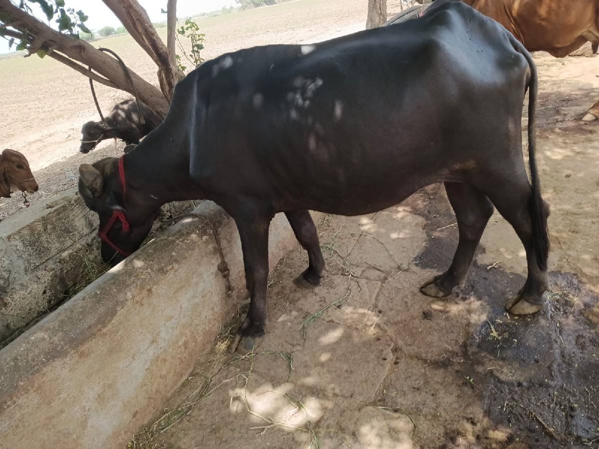 ખડેલી વેચવાની છે