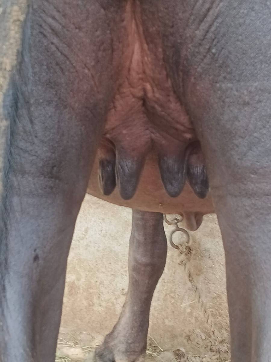 ખડેલી વેચવાની છે