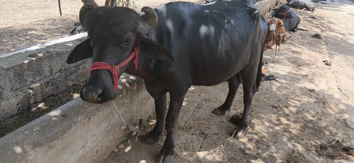 ખડેલી વેચવાની છે